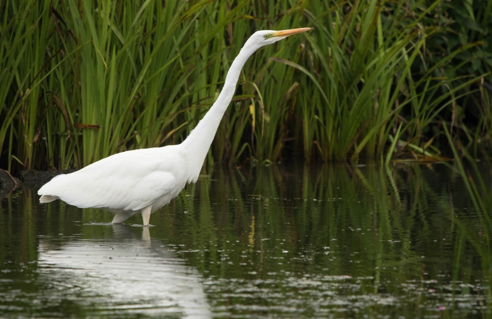 Recent Sightings 18th-24th June